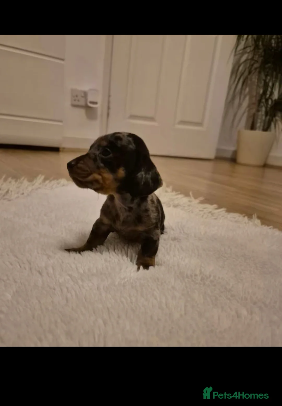 Miniature Dachshund dogs for sale: Stunning Litter of Mniature Dachshund Puppies - Advert 26