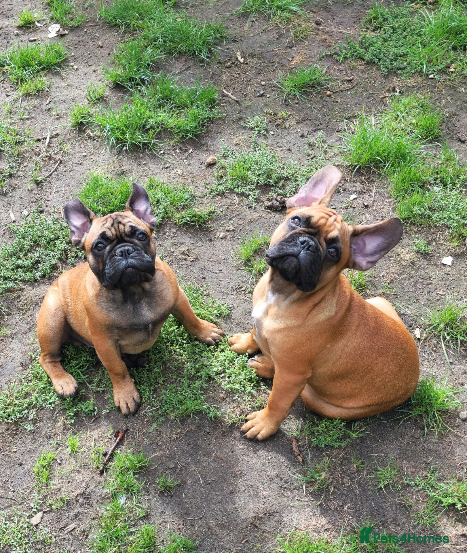 French Bulldog dogs Standard red fawn/pied French bulldog - Advert 5