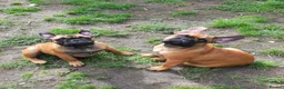 French Bulldog dogs for sale: Standard red fawn/pied French bulldog - Advert 1