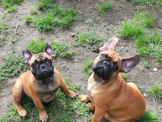 French Bulldog dogs Standard red fawn/pied French bulldog - Advert 1