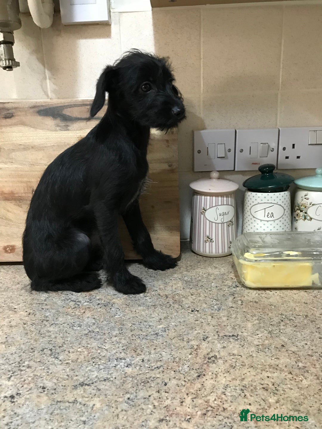 Mixed Breed dogs for sale: Bedlington whippet Italian grayhound x  - Advert 5