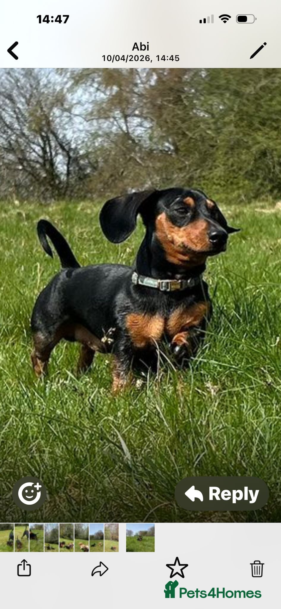 Miniature Dachshund dogs Beautiful KC registered Mini Dachshund.  - Advert 1
