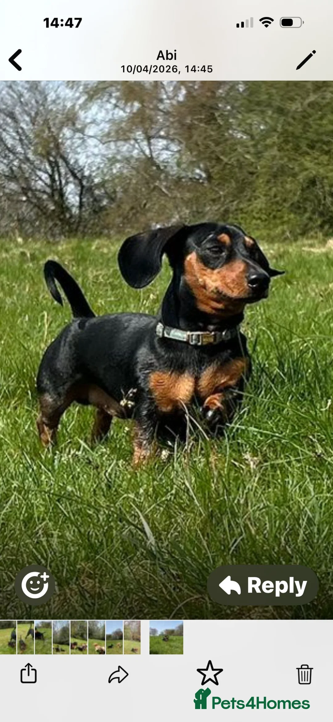 Miniature Dachshund dogs for stud: Beautiful KC registered Mini Dachshund.  in Deeside - Advert 1