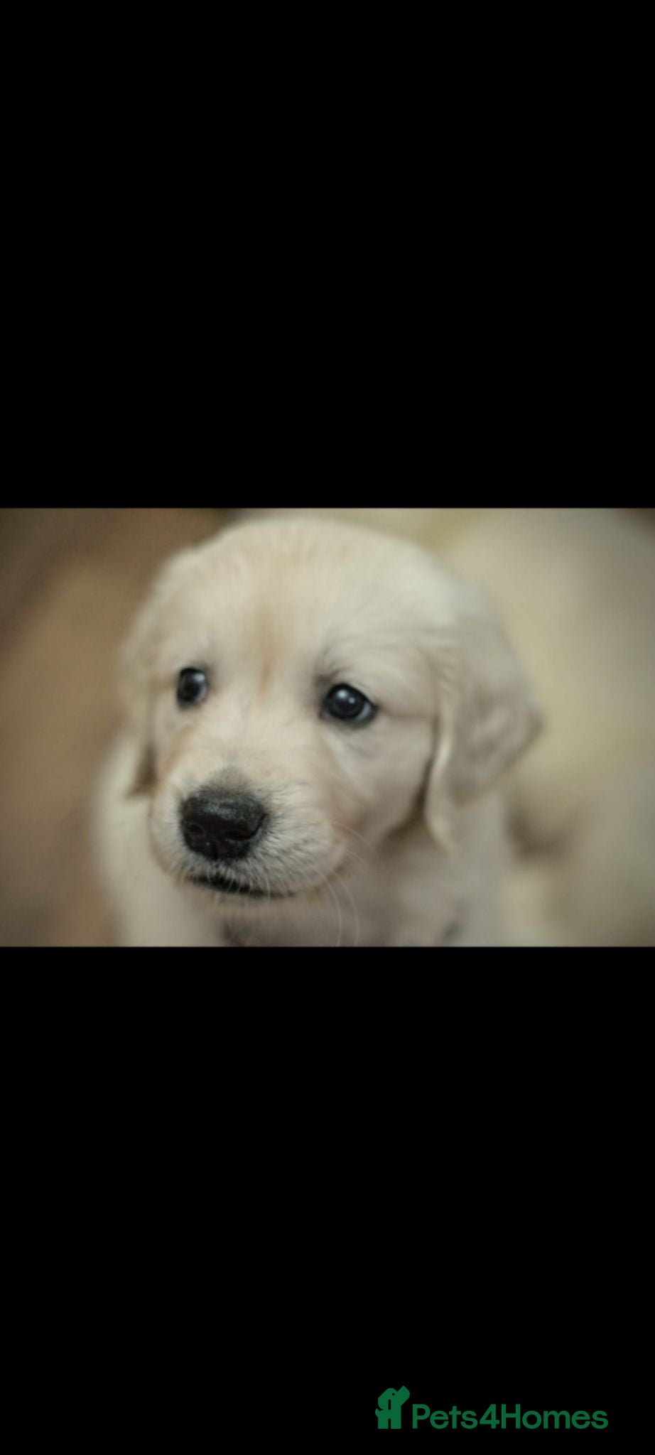 Golden Retriever dogs Golden Retriever pups looking for forever homes  - Advert 5