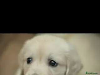 Golden Retriever dogs Golden Retriever pups looking for forever homes - Advert 5