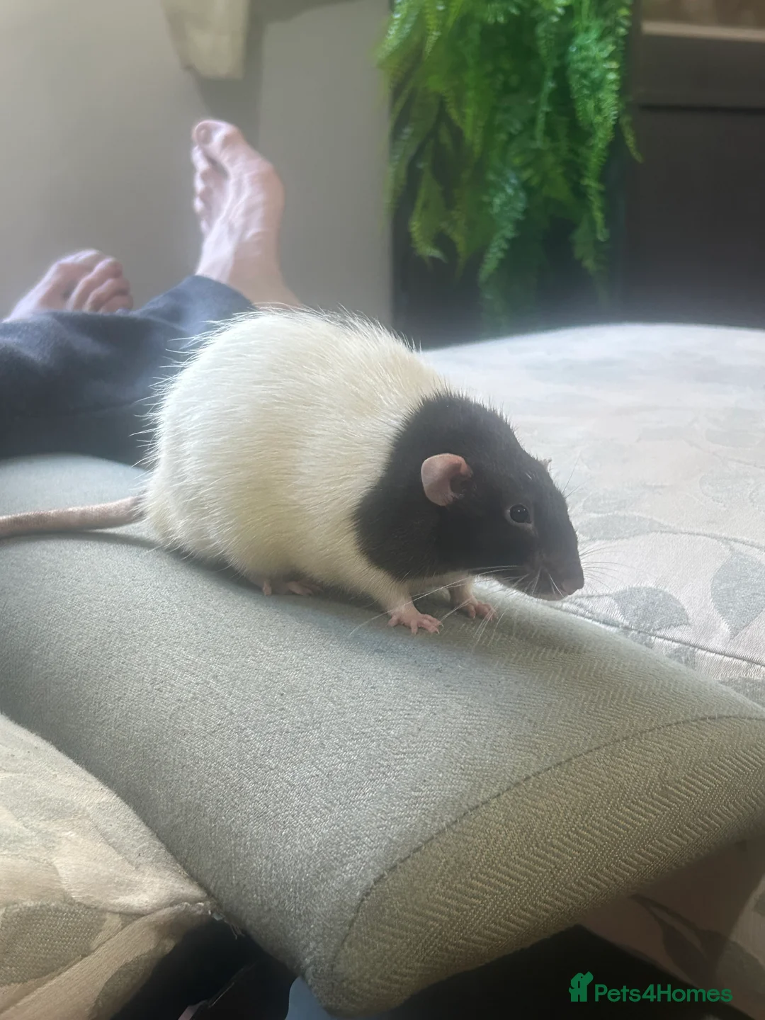 Rat rodents for sale: 2 Dumbo rats, Ronnie and Reggie  - Advert 1