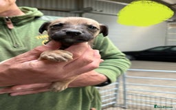 Lurcher dogs for sale: Rough coated lurcher puppies  - Image 14