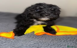 Sheepadoodle dogs for sale: Micro-mini Sheepadoodle reduced !!!!! - Image 29