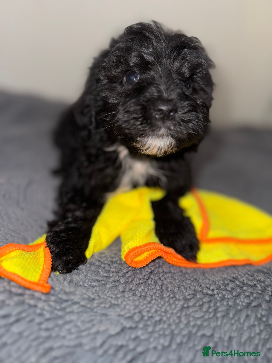 Sheepadoodle dogs for sale: Micro-mini Sheepadoodle reduced !!!!! - Image 29
