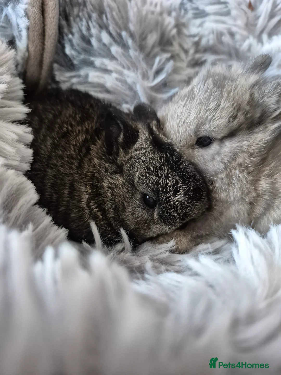 Netherland Dwarf rabbits for sale: Beautifull   **   netherland dwarf tiny babys - Advert 5