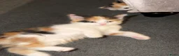 Mixed Breed cats for sale: 3 beautiful kittens  in Horsham - Advert 1