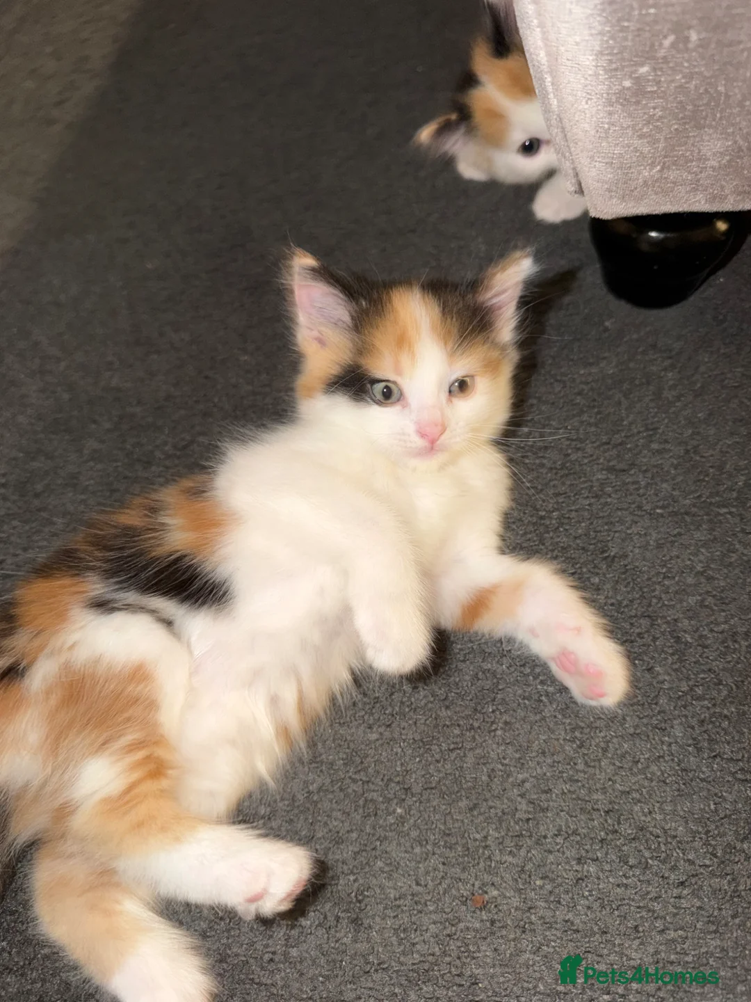 Mixed Breed cats for sale: 3 beautiful kittens  in Horsham - Advert 1