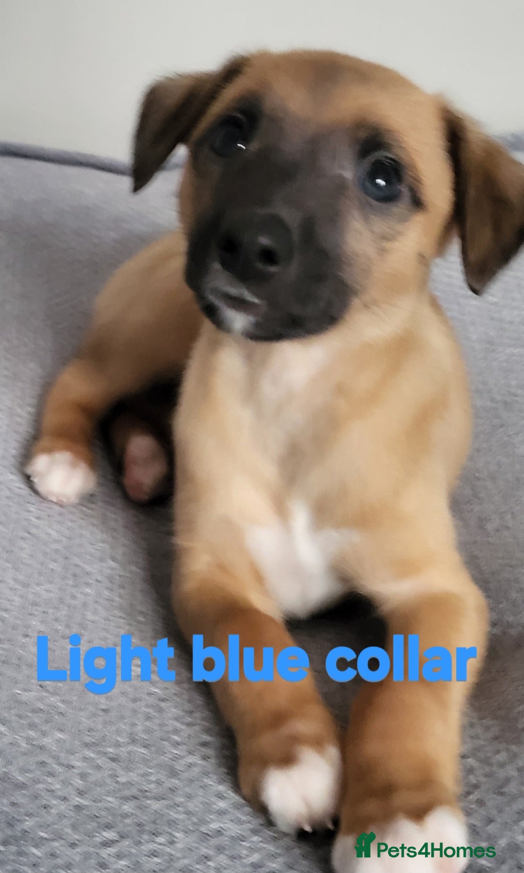 Whippet dogs for sale: These Adorable pups are needing a forever home. - Advert 6