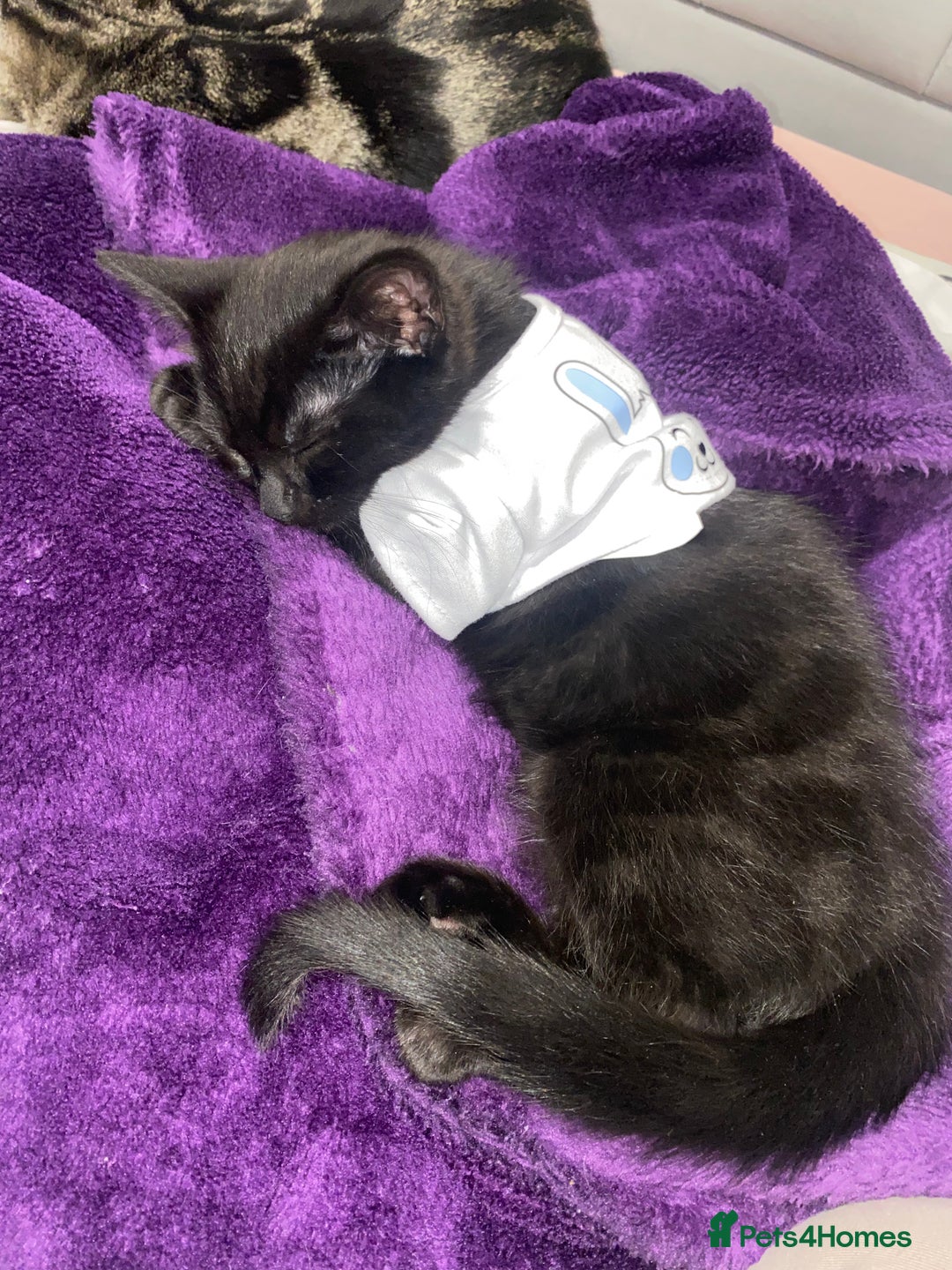 Mixed Breed cats for sale: Kitten for sale  - Image 4