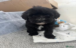Sheepadoodle dogs for sale: Micro-mini Sheepadoodle reduced !!!!! - Image 5