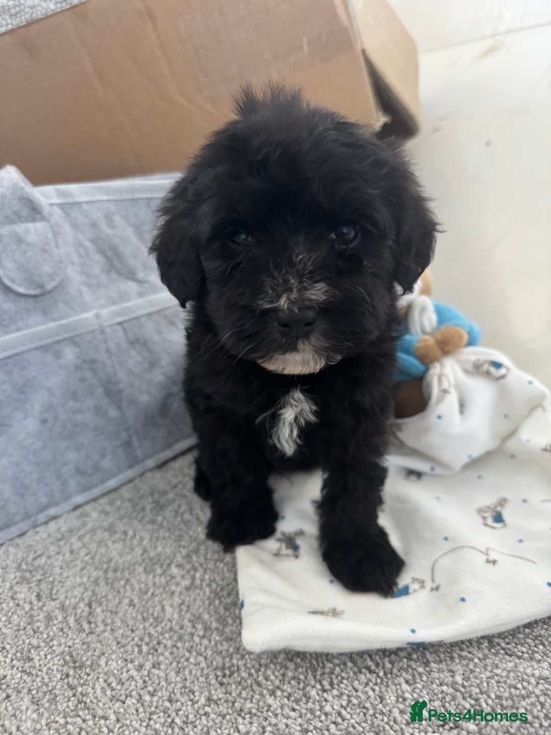 Sheepadoodle dogs for sale: Micro-mini Sheepadoodle reduced !!!!! - Image 5