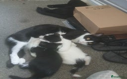 Mixed Breed cats for sale: Mum and kittens - Image 1