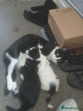 Mixed Breed cats Mum and kittens - Advert 16