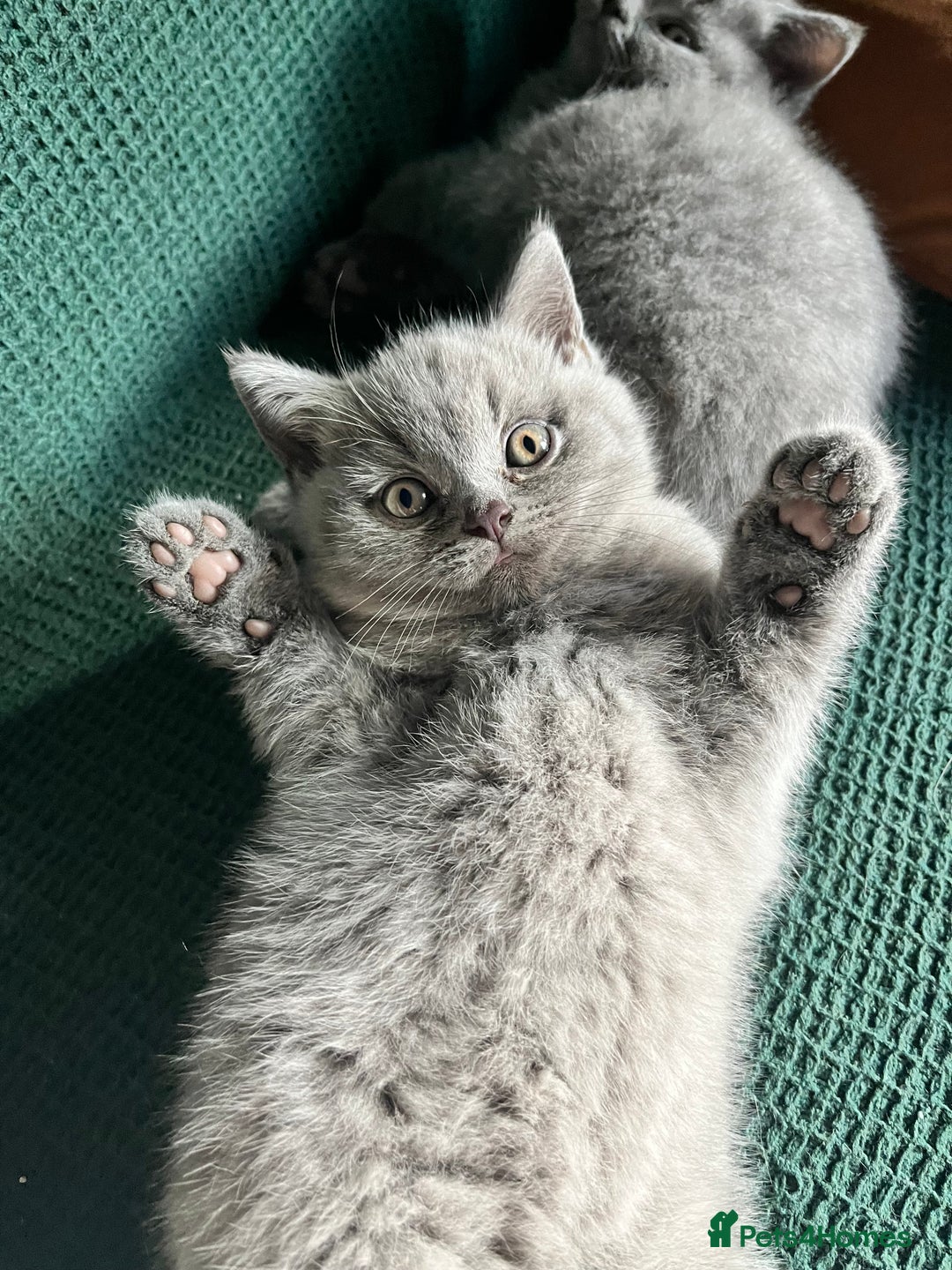 British Shorthair cats for sale: Kind Souls Fluffy Coats British Shorthair Kittens - Image 7