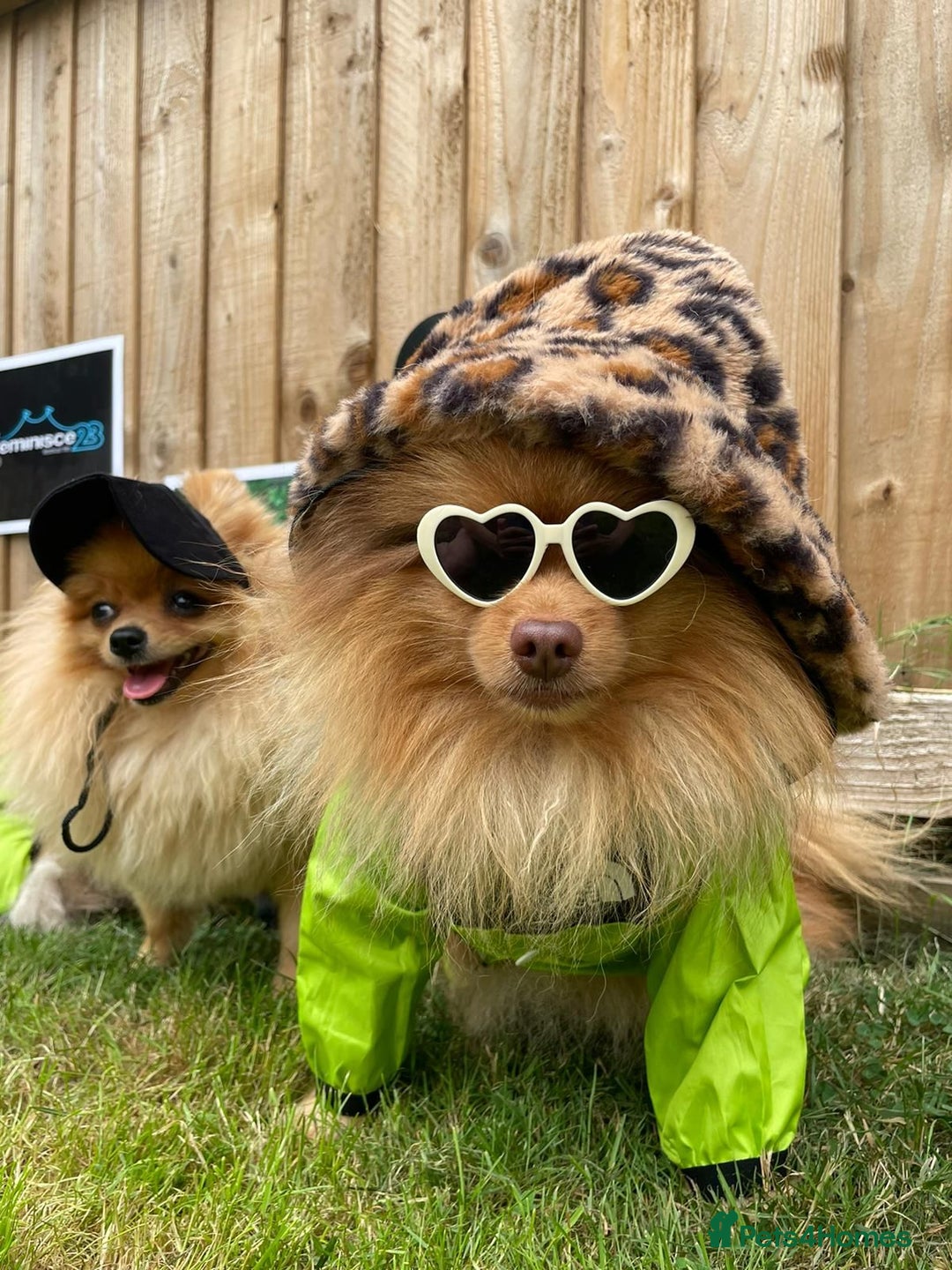 Pomeranian dogs for stud: Cobee (PROVEN)  ( STUD ONLY ) (PRODUCING MERLES)   in Liverpool - Advert 5