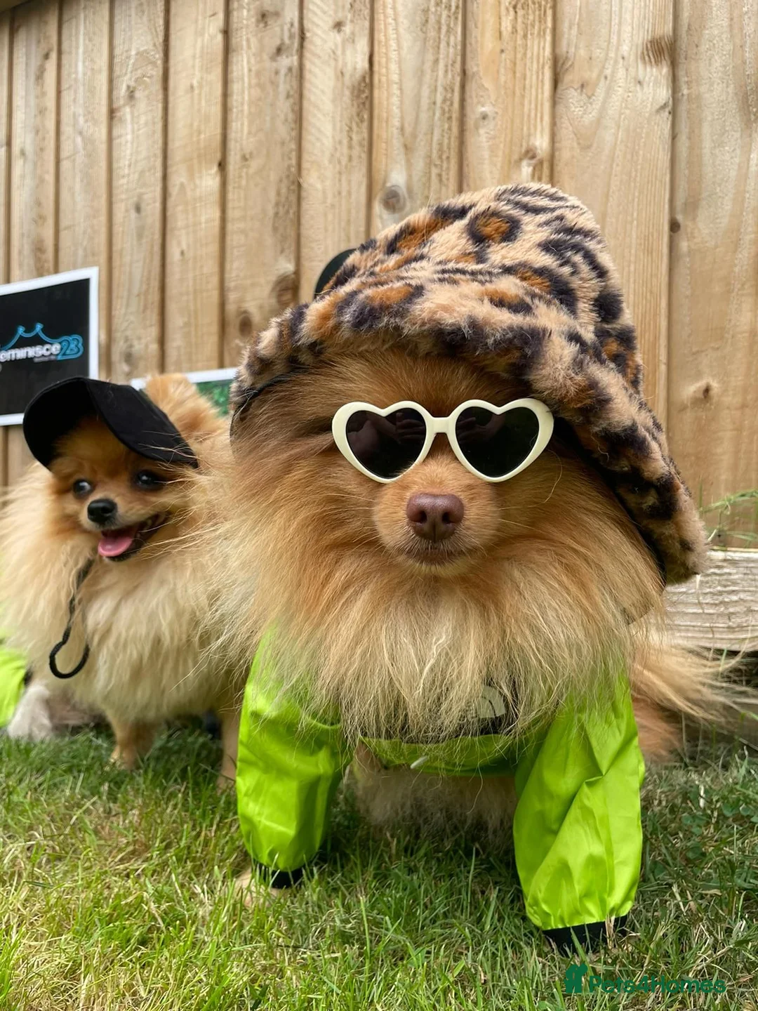 Pomeranian dogs for stud: Cobee (PROVEN)  ( STUD ONLY ) (PRODUCING MERLES)   in Liverpool - Advert 5