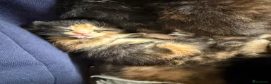 Mixed Breed 2