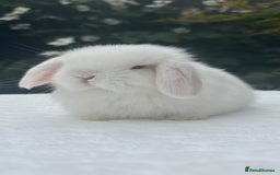 Mini Lop rabbits for sale: Gorgeous Purebred Baby Mini Lop Girl - Image 2
