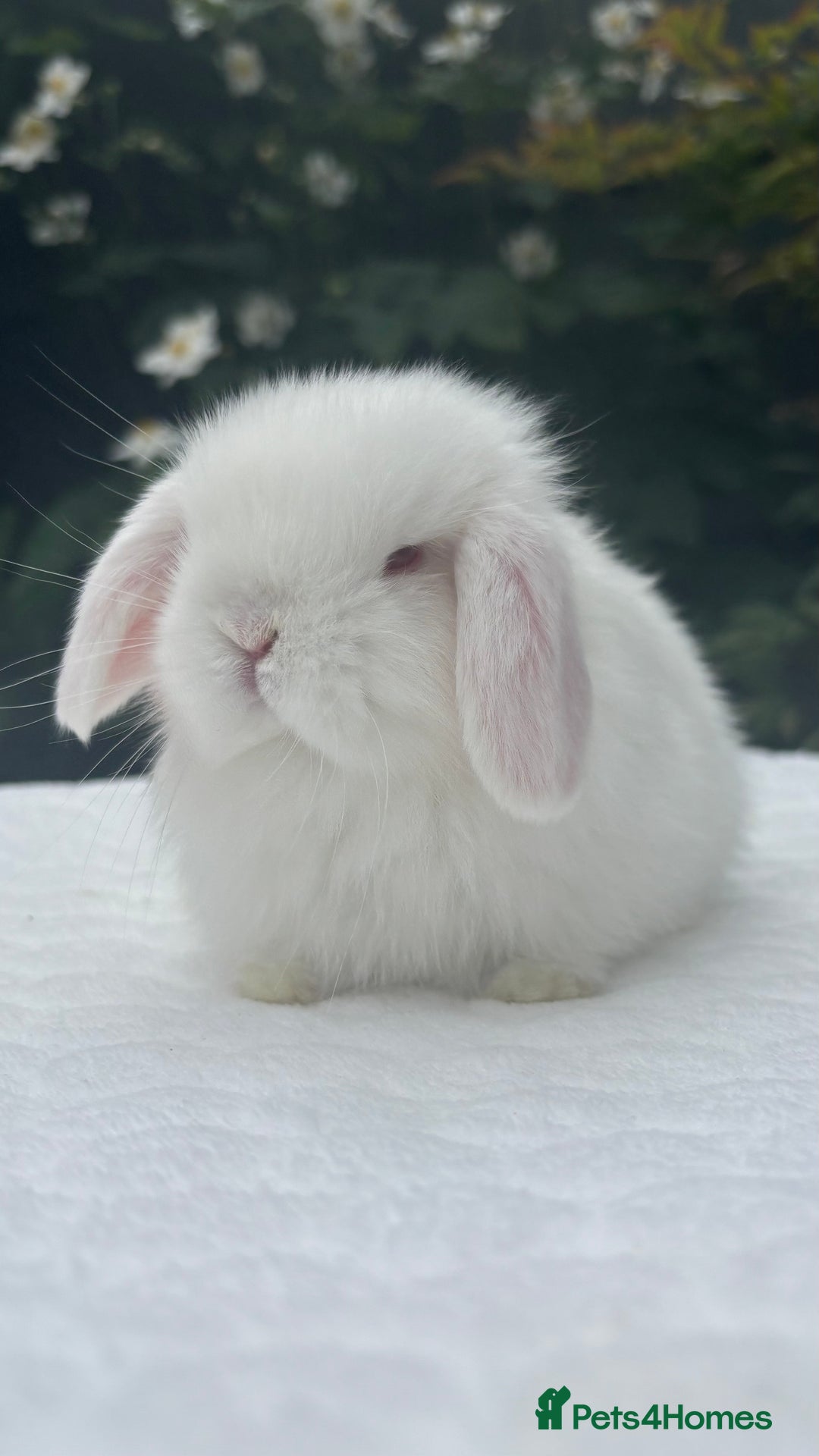 Mini Lop rabbits for sale: Gorgeous Purebred Baby Mini Lop Girl - Image 2