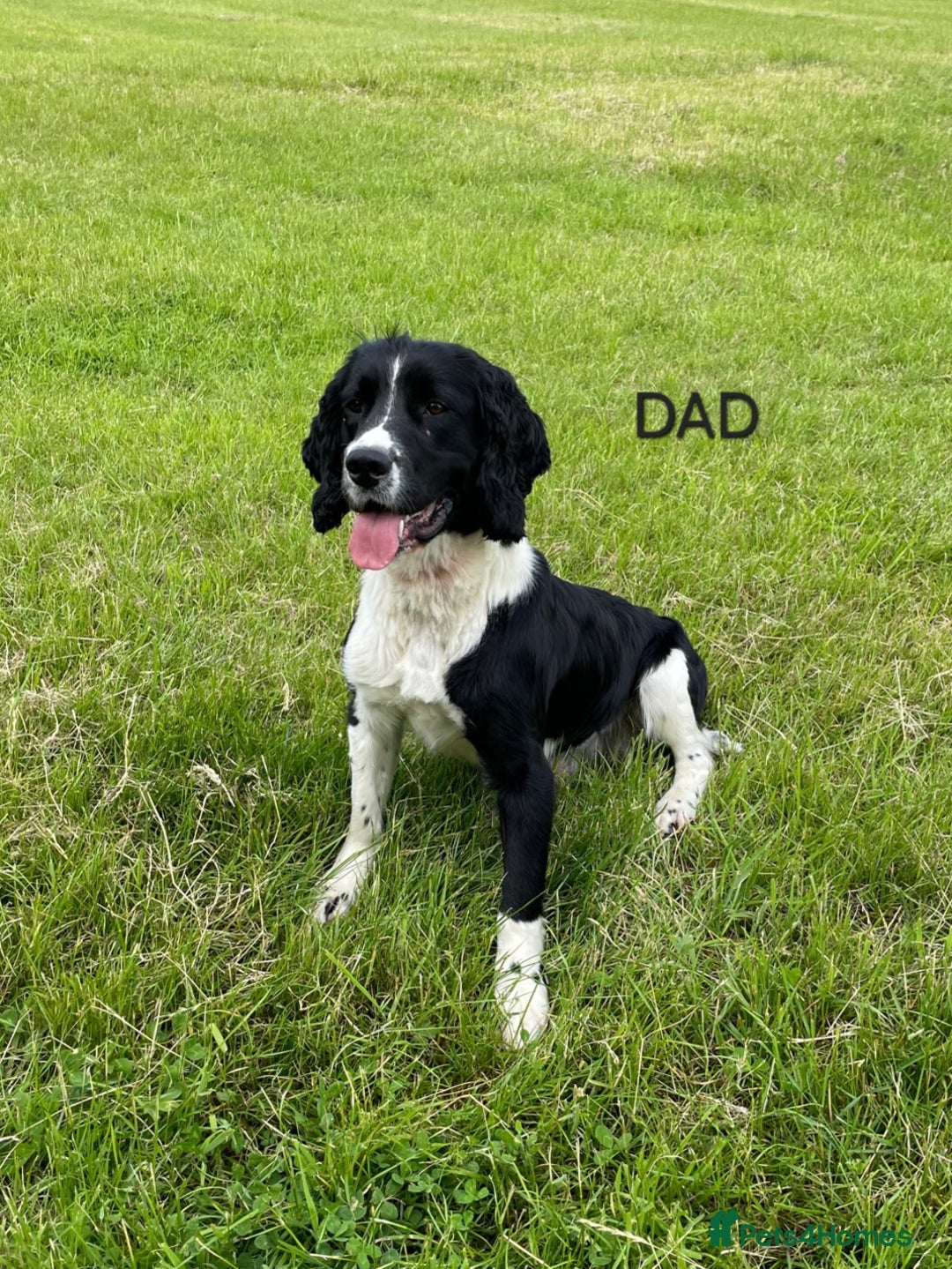 English Springer Spaniel dogs for sale: KC Registered ESS Pups *WELL MARKED* - Image 5