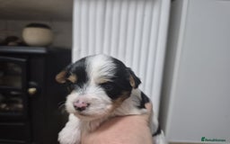 Biewer Terrier dogs for sale: Yorkshire Biewier terrier  - Advert 8