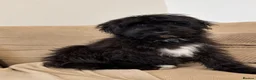 Aussiedoodle dogs for sale: Aussiedoodle F1 Health Tested KC registered parent - Advert 2