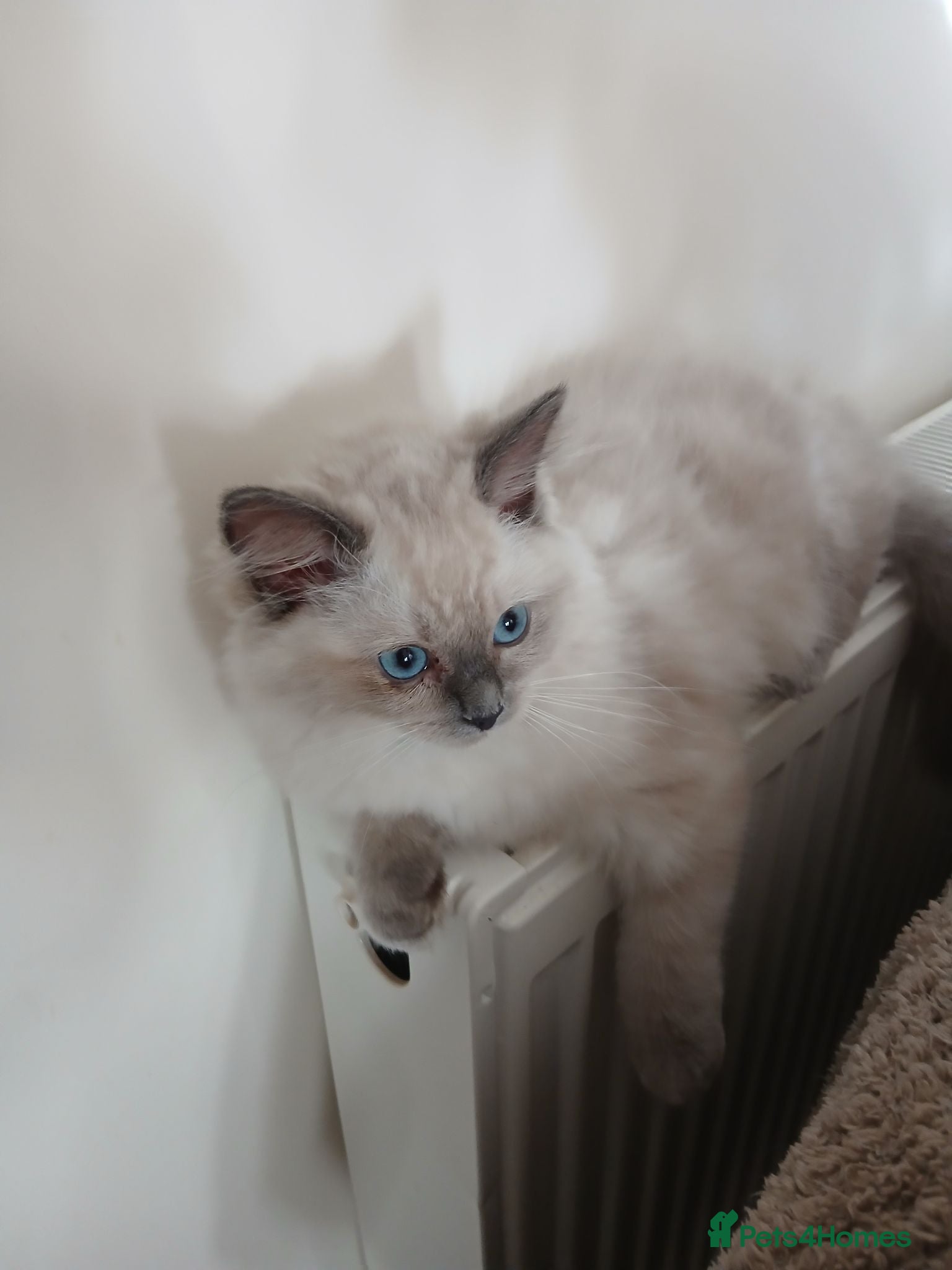 Ragdoll cats Ragdoll kittens  - Advert 1