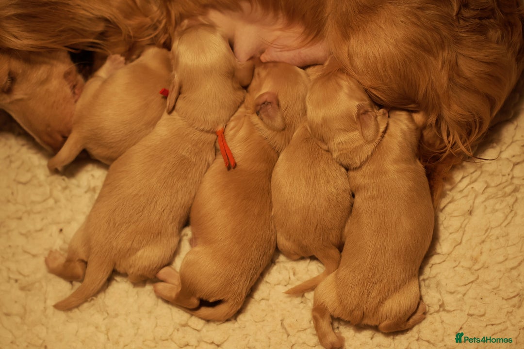 Miniature Dachshund dogs for sale: 5*Licensed+CREAMLONGHAIR+KCreg+PRACLEAR+Vetchecked - Advert 2