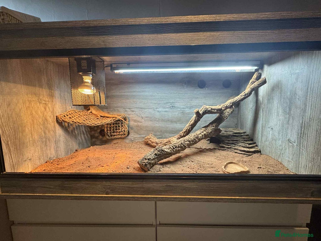 Bearded Dragon reptiles for sale: dragon with full setup - Image 5