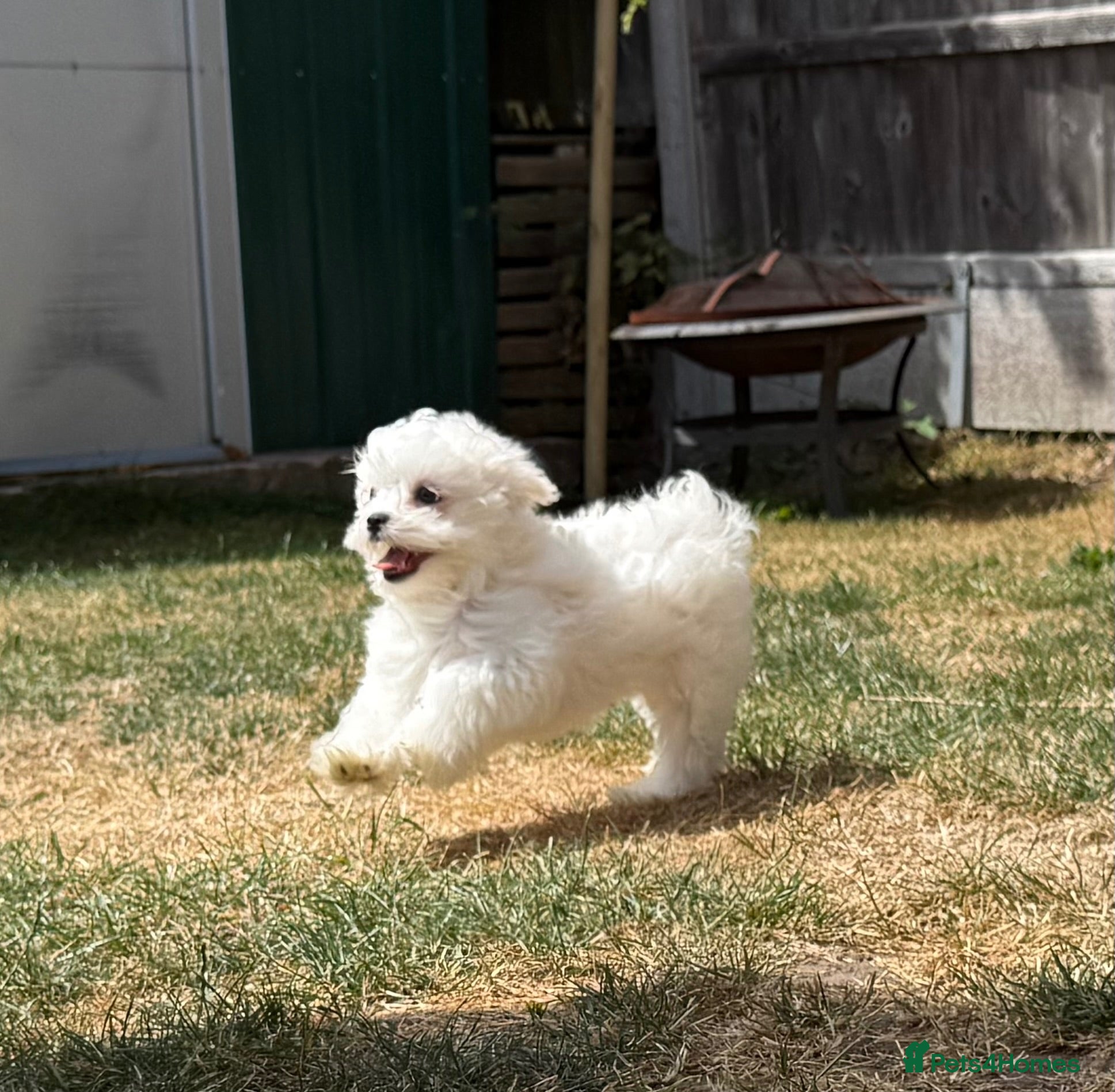 Maltese dogs Price negotiable - Advert 1