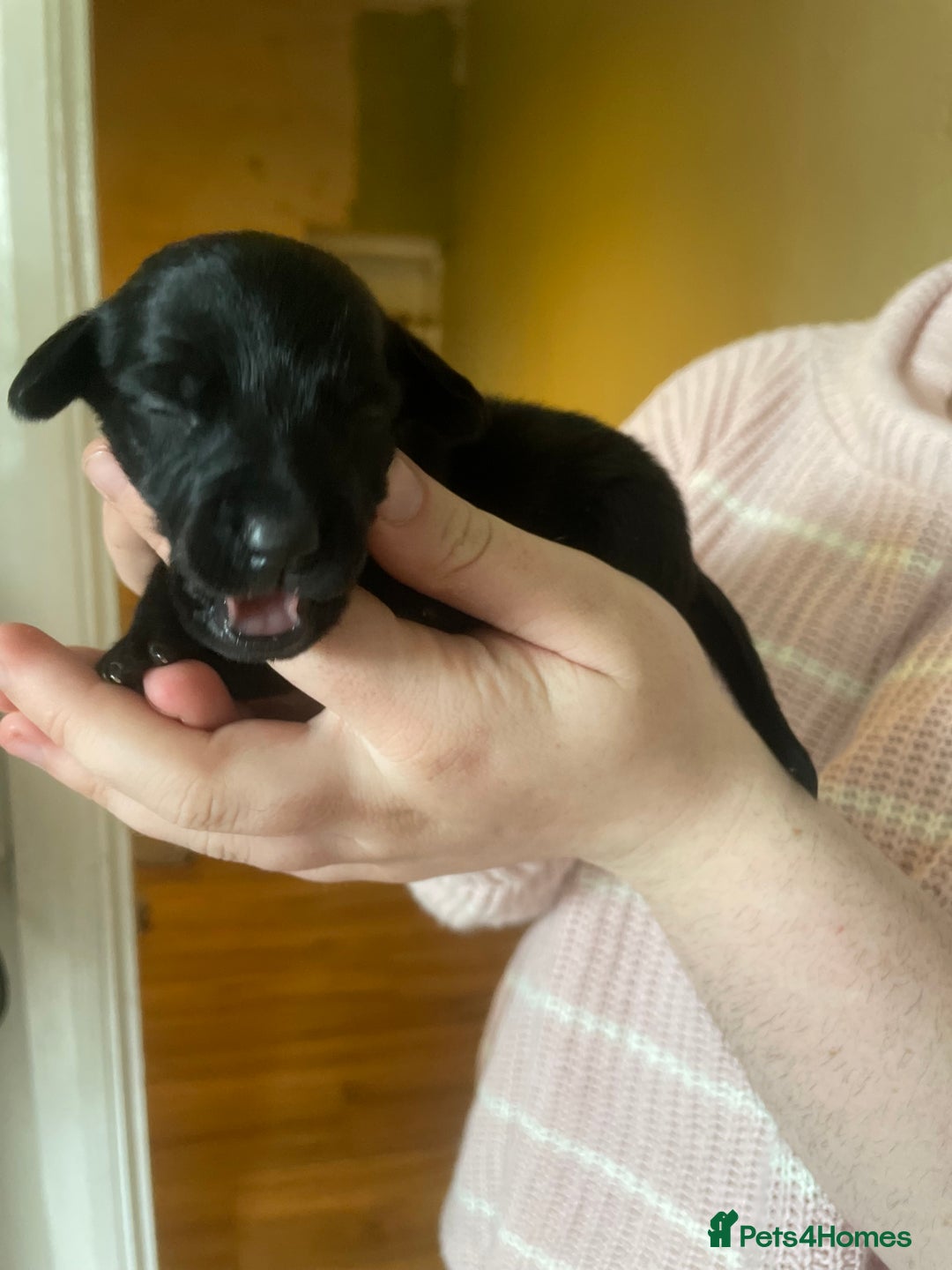 Mixed Breed dogs for sale: Beautiful puppies - Image 5