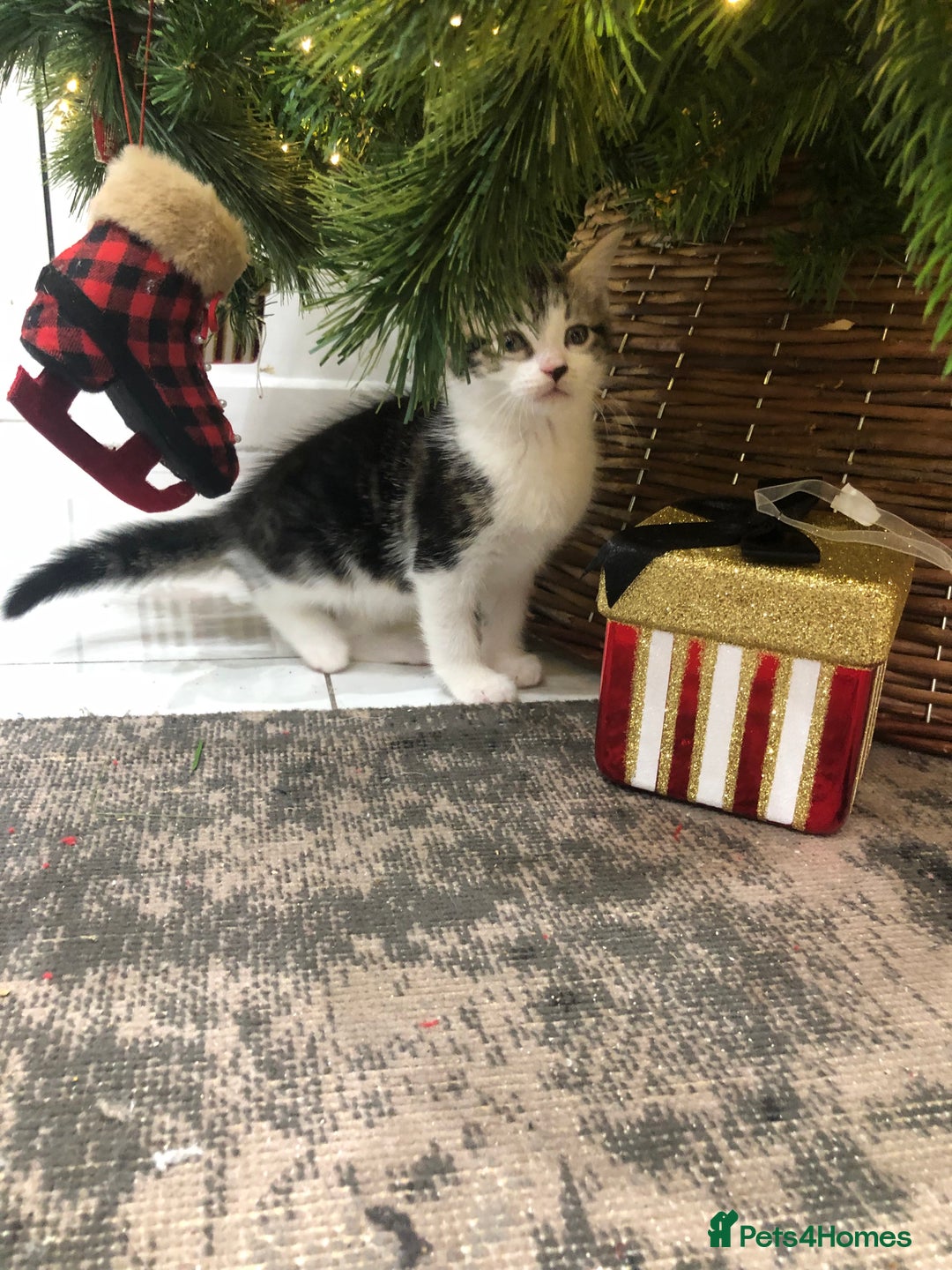 Mixed Breed cats for sale: 4 Lovely kittens for sale  - Advert 17