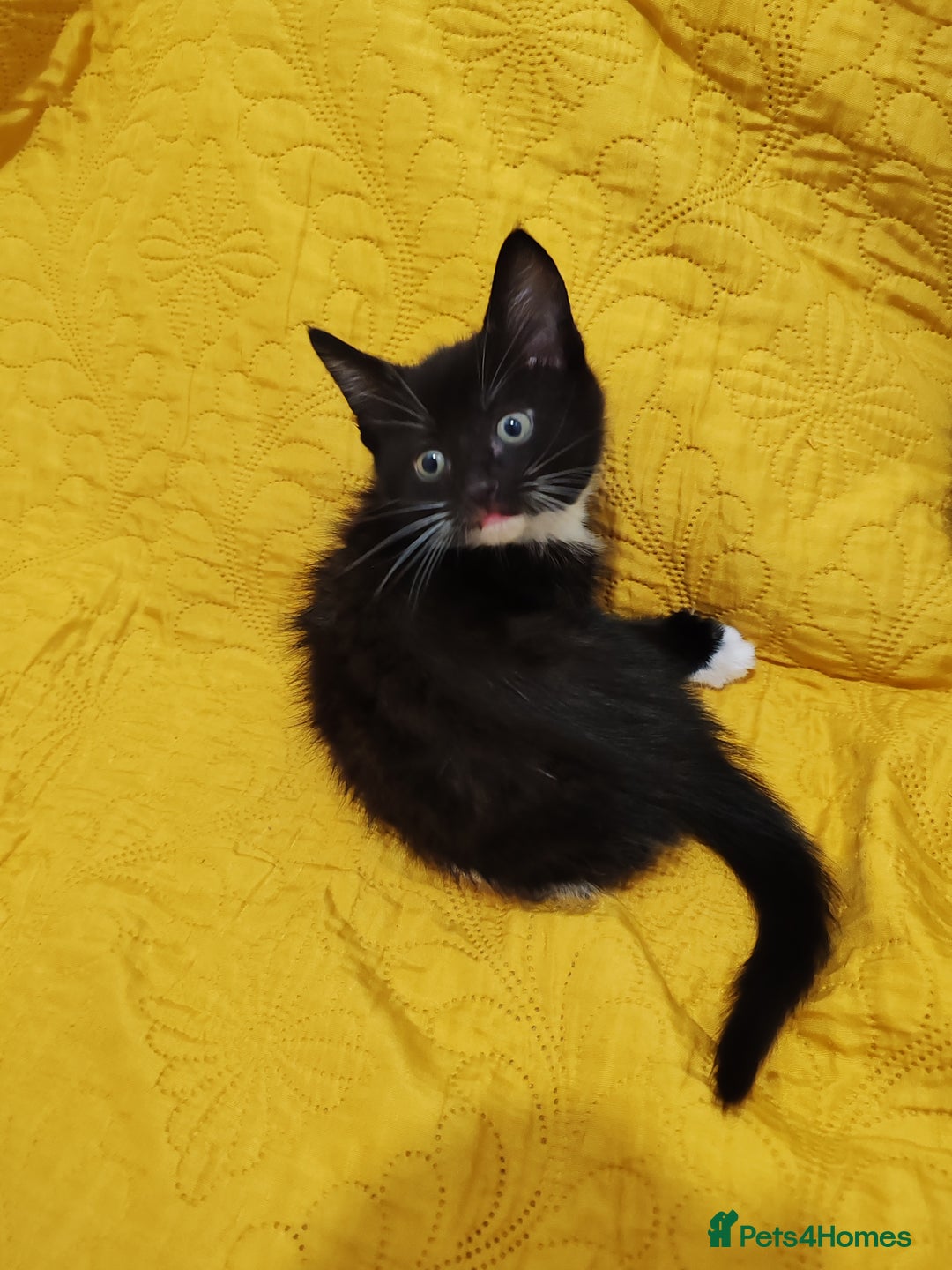 Mixed Breed cats for sale: Beautiful kittens VIDEOS - Image 22