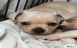 Chiweenie dogs for sale: chiweenie - Image 3