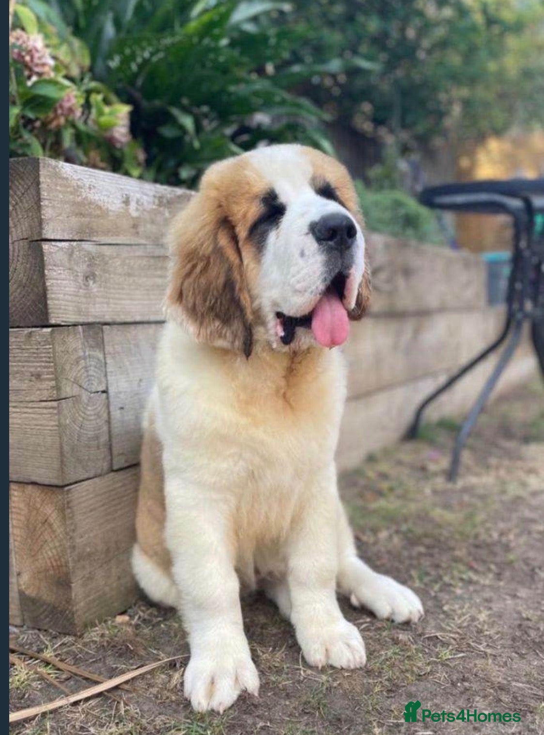 Saint Bernard dogs Saint Bernard  - Advert 8