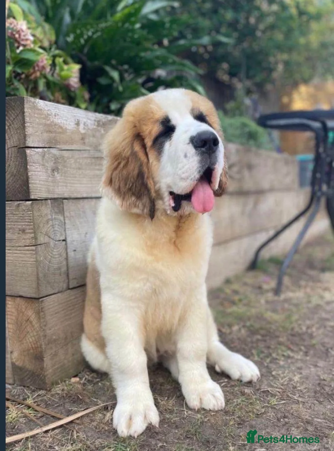 Saint Bernard dogs for sale: Saint Bernard  - Advert 1