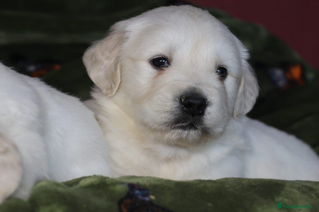 Golden Retriever dogs for sale: KC, Extensively Health tested Parents. Snow white - Image 12