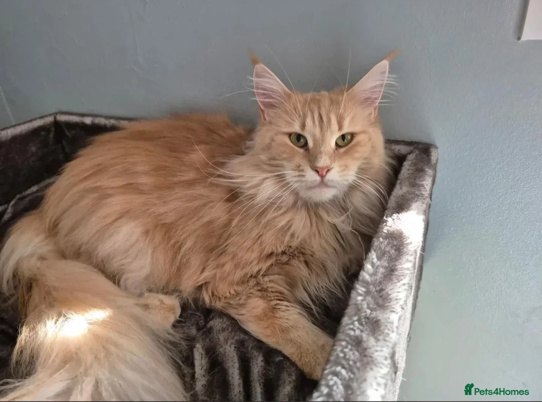 Maine Coon cats for sale: Maine coon GCCF registered - Advert 1