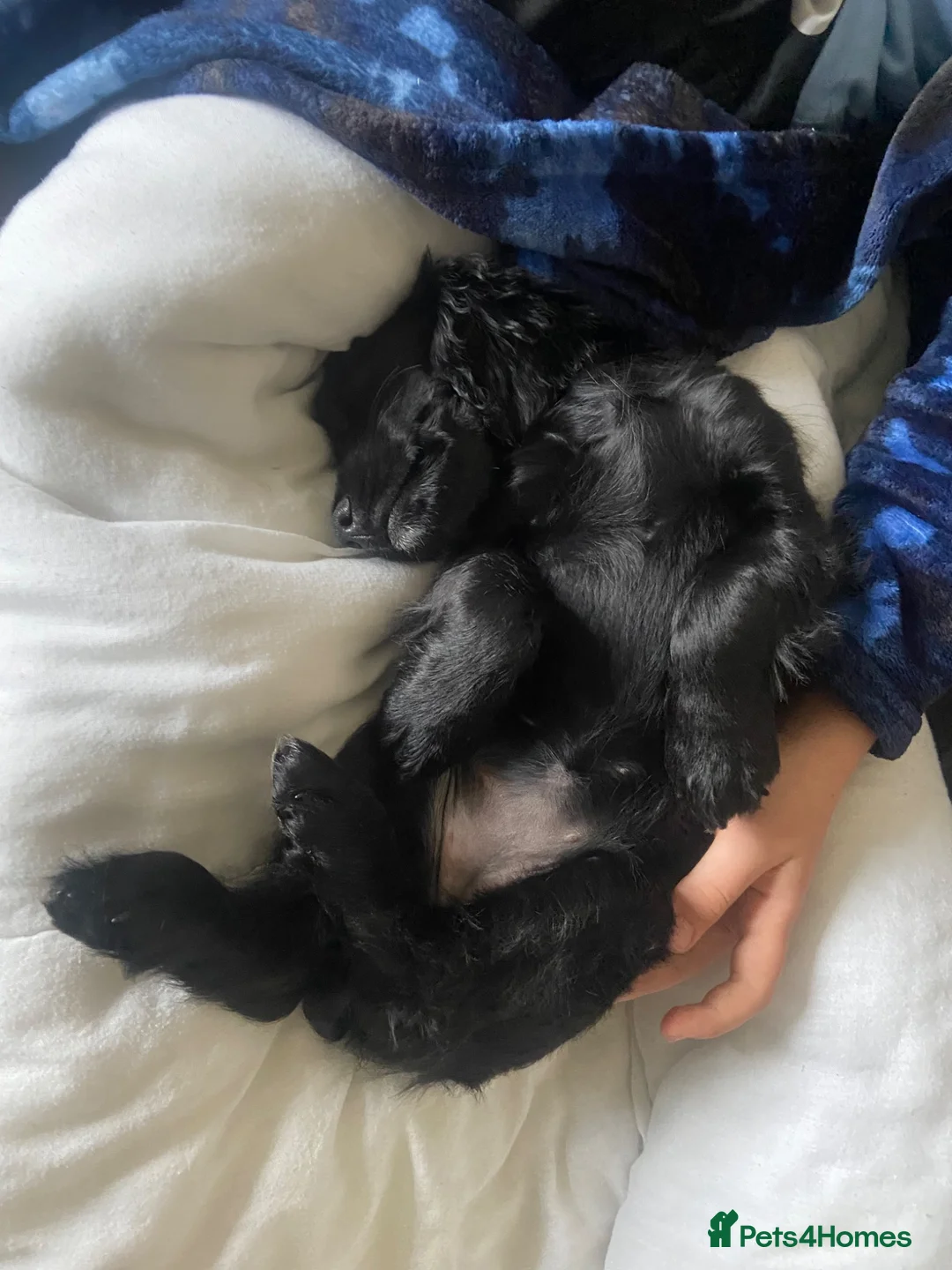 Cocker Spaniel dogs for sale: Lillie- Beautiful 2yr Old Cocker Spanial Girl - Advert 2