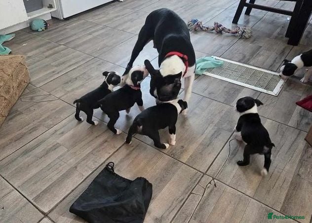 Boston Terrier dogs Healthy,Friendly&Full of Character-Boston Terriers - Advert 1