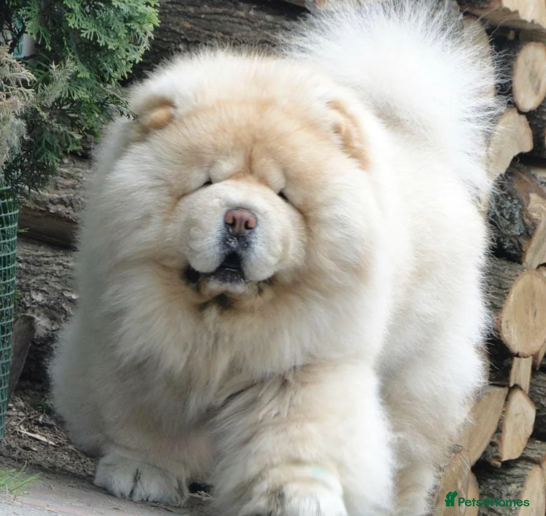 Chow Chow dogs for sale: 🧸🧸Beautiful Chow Chow Puppies🧸🧸 - Advert 24