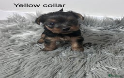 Yorkshire Terrier dogs for sale: Cute Yorkshire Terrier Puppy - Playful & Sweet - Image 4