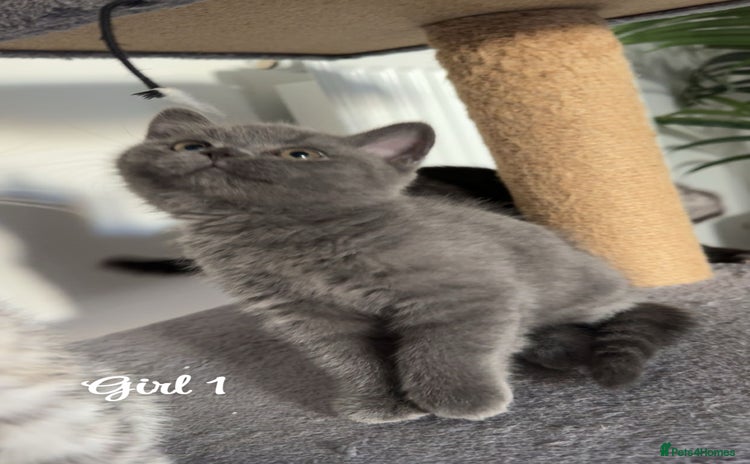 British Shorthair cats - Advert 2
