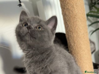 British Shorthair cats - Advert 8