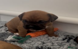 Boxer dogs for sale: KC bobtail pups heartscore 0, CHAMPION lines - Image 5